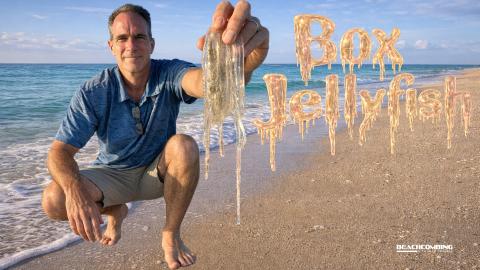 box jellyfish.jpg