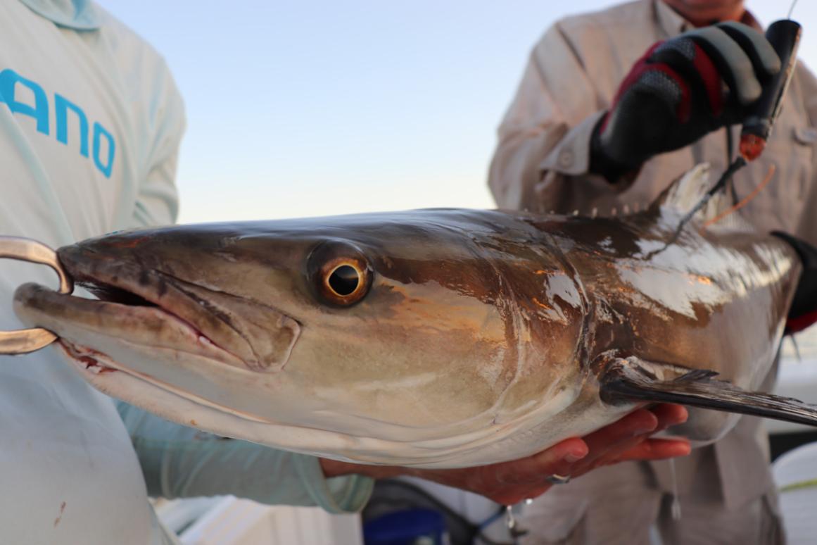 Cobia