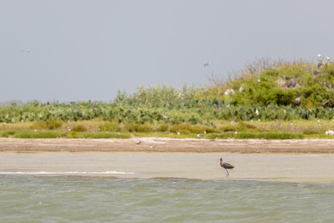 nesting waterbird colony