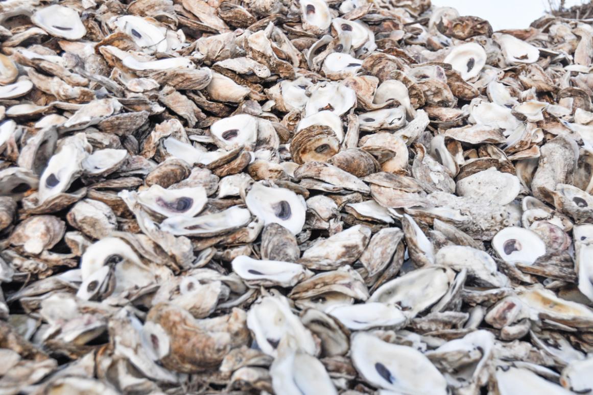 recycled oyster shell