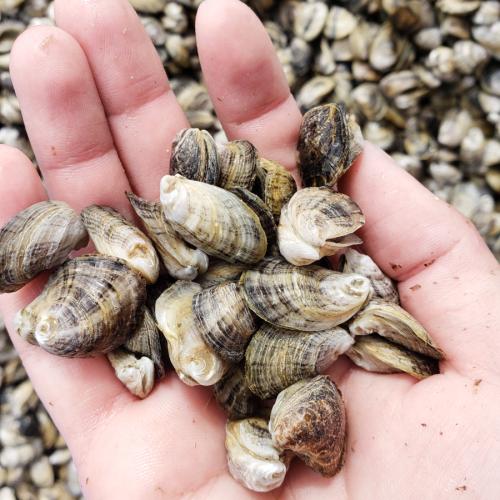 Aquacultured oysters