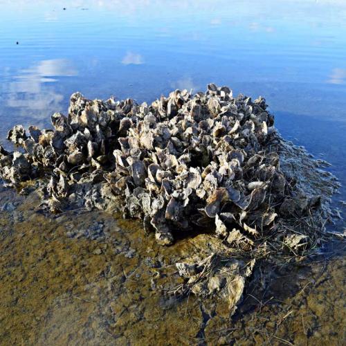 oysters