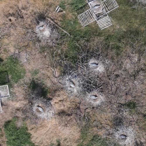 aerial shot of nesting birds